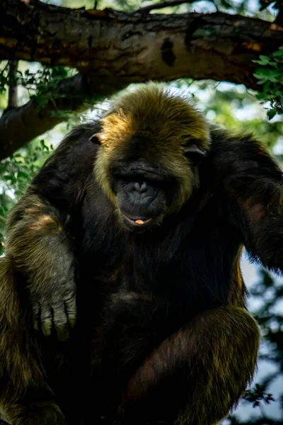 Молодой Гигантский Самец Шимпанзе Спит Отдыхает Дереве Лесных Джунглях Шимпанзе — стоковое фото