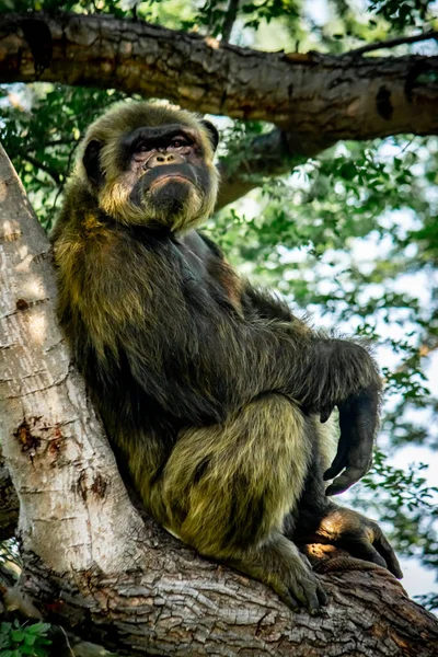 Młody Gigantyczny Męski Szympans Śpiący Relaksujący Drzewie Dżungli Siedliskowej Szympans — Zdjęcie stockowe