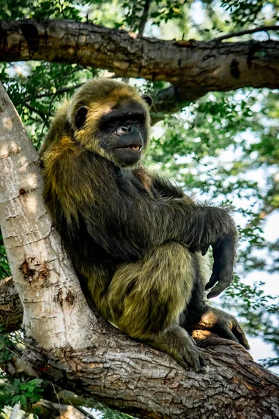若い巨大なオスチンパンジーは 生息地の森のジャングルの木の上で眠ってリラックスしています 思いやりのある表情でチンパンジーを間近に見ることができます 猿と猿の家族 — ストック写真