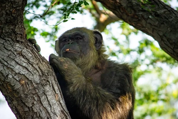 Молодой Гигантский Мужчина Шимпанзе Сидит Дереве Лесных Джунглях Хабитат Смотрит — стоковое фото