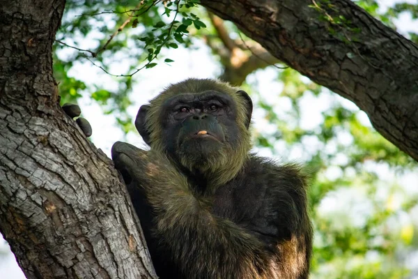 Young gigantic male Chimpanzee siting on a tree in Habitat forest jungle and looking at the camera. Chimpanzee in close up view with thoughtful expression. Monkey & Apes family
