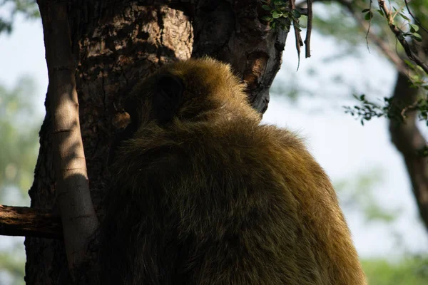 Молодой Гигантский Самец Шимпанзе Претендует Дерево Лесных Джунглях Хабитат Шимпанзе — стоковое фото