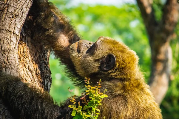 Молодой Гигантский Самец Шимпанзе Претендует Дерево Лесных Джунглях Хабитат Шимпанзе — стоковое фото