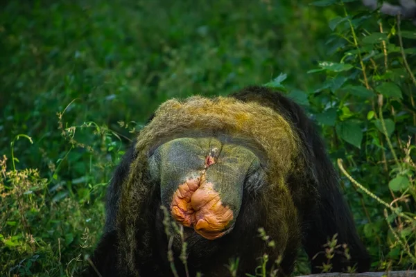 Молодая Гигантская Самка Шимпанзе Показывает Свою Частную Роль Лесных Джунглях — стоковое фото