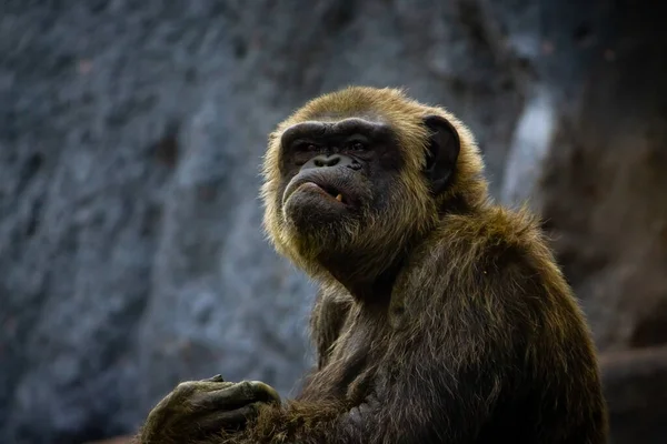Молодой Гигантский Самец Шимпанзе Стоящий Лесных Джунглях Смотрящий Камеру Шимпанзе — стоковое фото