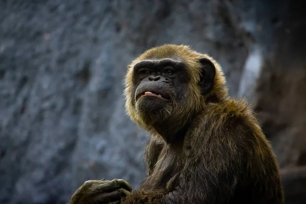 Young gigantic male Chimpanzee standing Captive Chimpanzees in Outdoor Habitat forest jungle and looking at the camera. Chimpanzee in close up view with thoughtful expression. Monkey & Apes family