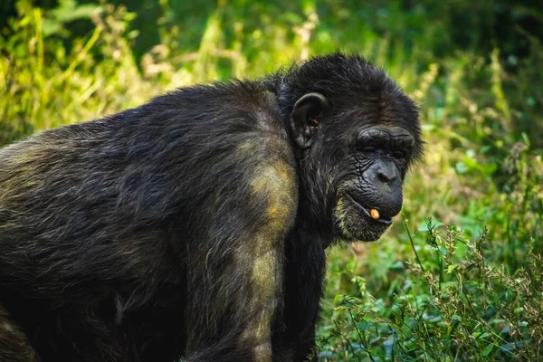 Молодой Гигантский Самец Шимпанзе Стоящий Лесных Джунглях Смотрящий Камеру Шимпанзе — стоковое фото