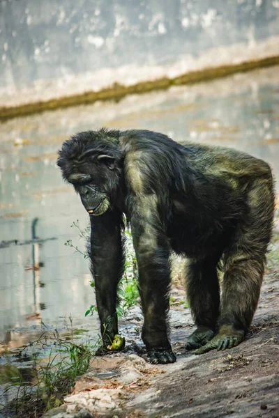 Young gigantic male Chimpanzee standing on near water pond and looking at the camera. Chimpanzee in close up view with thoughtful expression. Monkey & Apes family