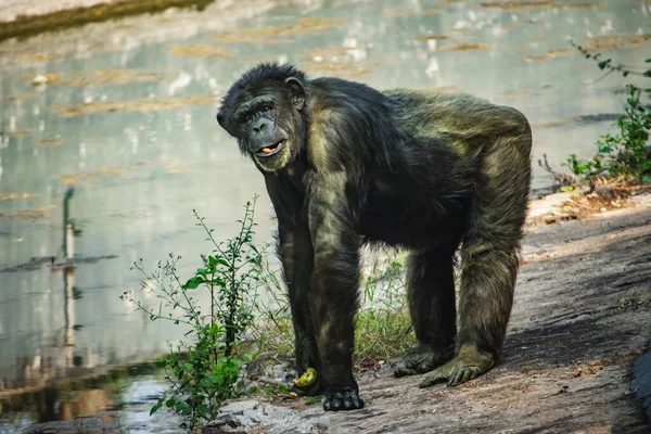 Young gigantic male Chimpanzee standing on near water pond and looking at the camera. Chimpanzee in close up view with thoughtful expression. Monkey & Apes family