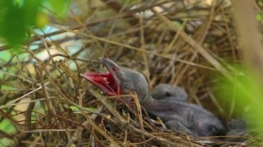 Yavru karga yuvada uzanıyor ve yumurtadan çıkmak için annelerini bekliyor. Ağacın tepesindeki karga yuvasında yeni doğan karga / korvus. Evde üreyen kuşlar, avlanan yavru kuşlar..