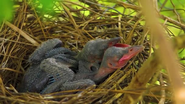 赤ちゃんカラスは巣の中に横たわっていて 母親が食べ物を待っているのを嫌っています 木の上のカラスの巣の上に生まれた新しいカラス コルバス 家で繁殖する鳥狩りの赤ちゃん鳥 — ストック動画