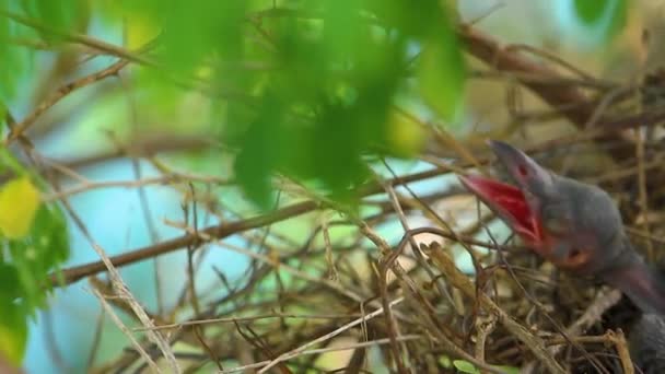 赤ちゃんカラスは巣の中に横たわっていて 母親が食べ物を待っているのを嫌っています 木の上のカラスの巣の上に生まれた新しいカラス コルバス 家で繁殖する鳥狩りの赤ちゃん鳥 — ストック動画