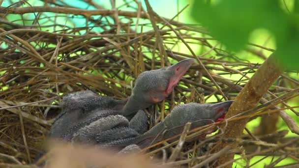 Corvo Bambino Sdraiato Nel Nido Schiusa Attesa Della Loro Madre — Video Stock