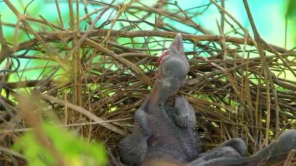 Маленькая Ворона Лежит Гнезде Вылупляется Ожидании Своей Матери Еды Новорожденный — стоковое видео