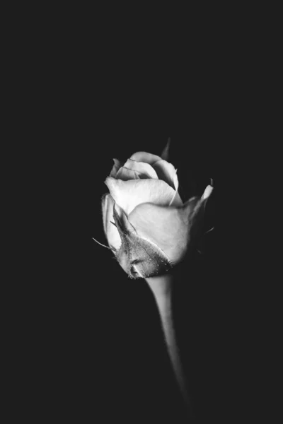 Rose Flower Monochrome Portrait Rose Its Stem Leaves Taken Black — Stock Photo, Image