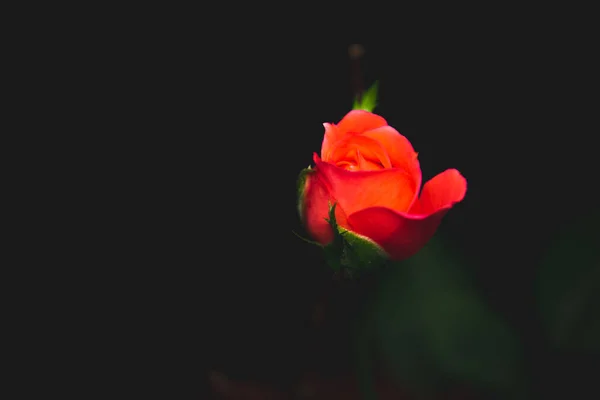 Singolo Fiore Rosa Rossa Isolato Sfondo Nero Simbolo Del Vero — Foto Stock