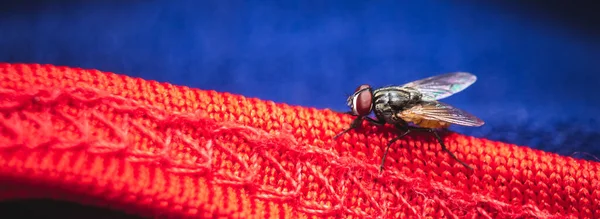 Housefly Vicino Macro Sparato Mosca Domestica Una Mosca Del Sottordine — Foto Stock