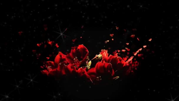 Red Flower Blütenblätter Fallen Hintergrundkonzepte Schöne Rote Blüten Blume Fallenden — Stockvideo