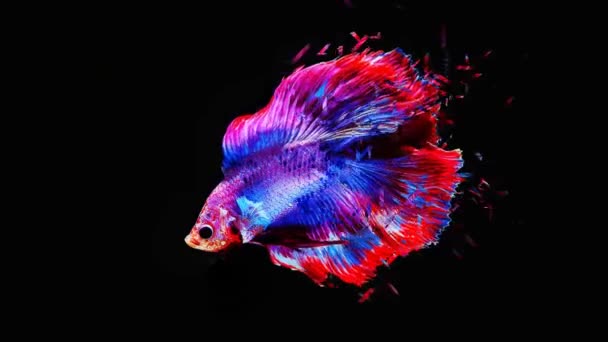 Animé Coloré Mâle Demi Lune Betta Fish Mouvement Lent Sans — Video