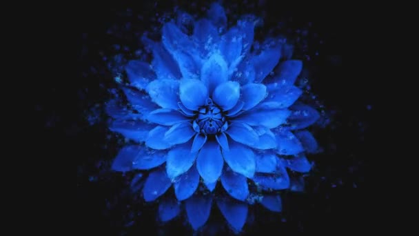 Petali Fiori Blu Che Cadono Concetti Vista Dall Alto Bellissimi — Video Stock