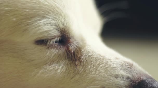 犬の目の感染症 あなたの犬の目の裏地の炎症 水の目の放電は すべての結膜炎の兆候であることができます インディアン スピッツ ドッグの目を閉じて — ストック動画