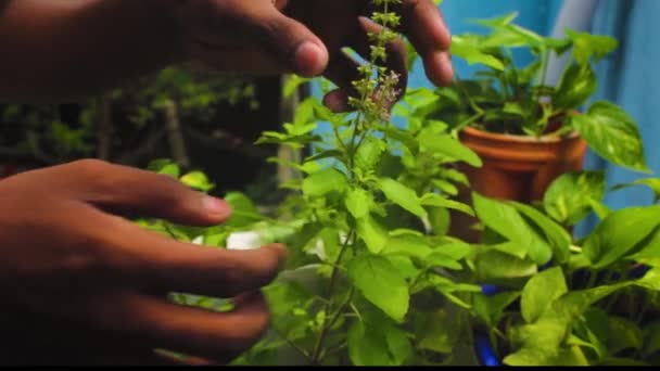 Mano Humana Recogiendo Hojas Sagradas Planta Albahaca Sagrada Planta Tulsi — Vídeo de stock