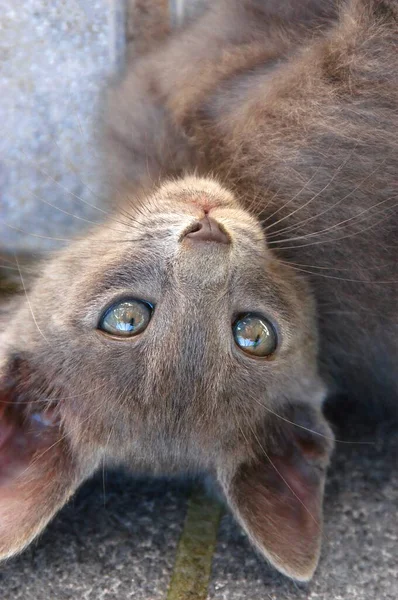 Cute Kitten Gray Fur Green Eyes Upside Pet Puppy Cat — Stock Photo, Image