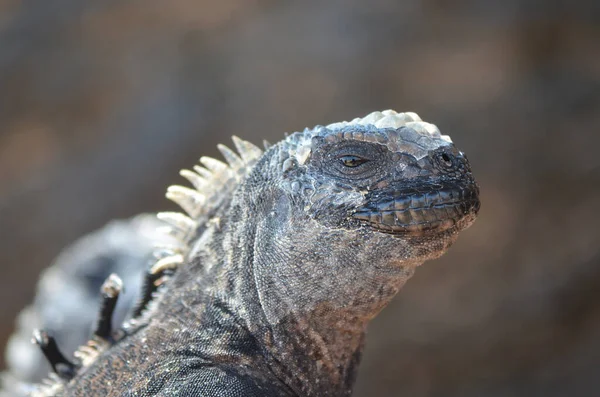 Close Iguana Sunning Sunbathing Isabela Island Galapagos Stock Picture