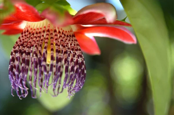 Beautiful Passion Fruit Flower Leaves Bokeh Background Curitiba Parana Brazil — стокове фото