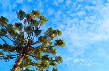 Araucaria 'nın Güzel Suluboya Boyası (Parana Çam Ağacı) ve Mavi Gökyüzü (Curitiba, Parana, Brezilya))