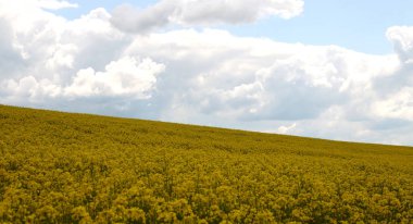 Parlak sarı kanola, colza ya da kolza çiçekleriyle kaplı tarlalar ve tepeler. Colza 'nın renkli çiçek tarlası.
