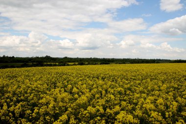 Parlak sarı kanola, colza ya da kolza çiçekleriyle kaplı tarlalar ve tepeler. Colza 'nın renkli çiçek tarlası.