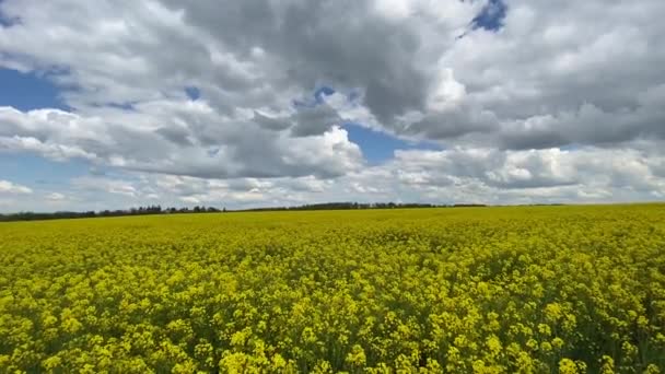Champs et collines couverts de fleurs jaune vif de canola, colza ou colza. Champ de fleurs colorées de colza .