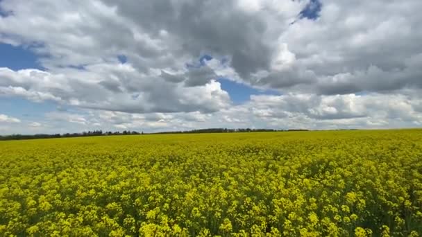 Поля Пагорби Покриті Яскраво Жовтими Канолами Колозою Або Ріпаковими Квітами — стокове відео