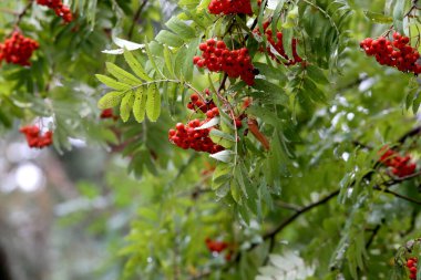 Kızıl dağ külleri ya da kızılcık meyveleri yağmurdan sonra ortaya çıkar. Nida, Litvanya