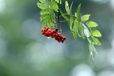 Kızıl dağ külleri ya da kızılcık meyveleri yağmurdan sonra ortaya çıkar. Nida, Litvanya