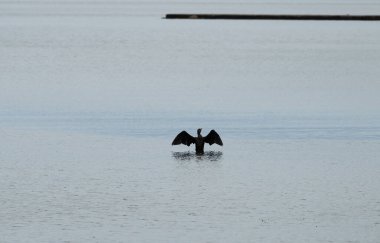 Düz sulardan çıkan kutuplara tünemiş karabataklar sabırla balık yakalamak için beklerler. Nida, Litvanya. 
