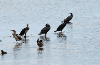 Düz sulardan çıkan kutuplara tünemiş karabataklar sabırla balık yakalamak için beklerler. Nida, Litvanya. 