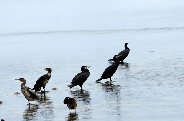 Cormorants Perched Poles Emerge Flat Water Patiently Wait Catch Fish — Stock Photo, Image