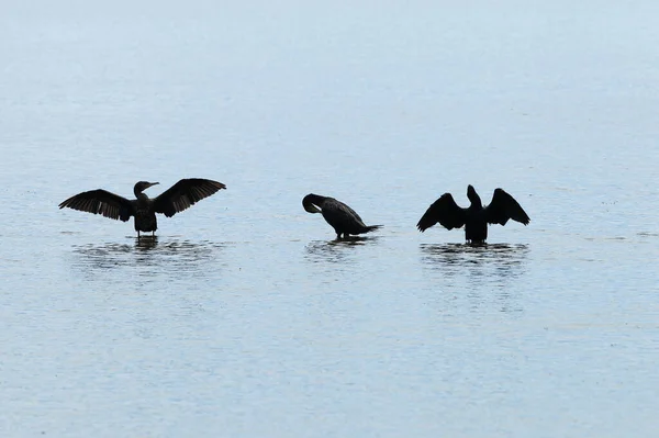 Cormorants Perched Poles Emerge Flat Water Patiently Wait Catch Fish — Stock Photo, Image