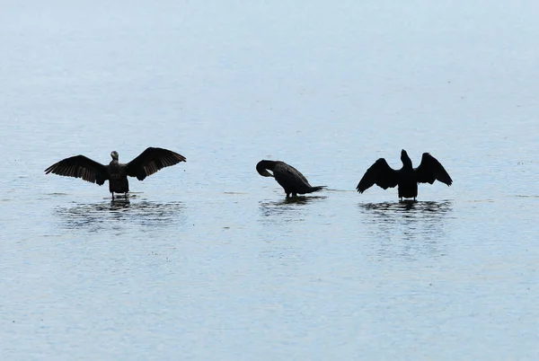 Cormorants Perched Poles Emerge Flat Water Patiently Wait Catch Fish — Stock Photo, Image