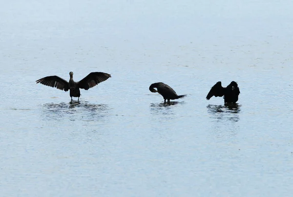 Cormorants Perched Poles Emerge Flat Water Patiently Wait Catch Fish — Stock Photo, Image