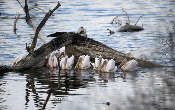 Great White Pelican Pelecanus Onocrotalus Kenya — Stock Photo, Image