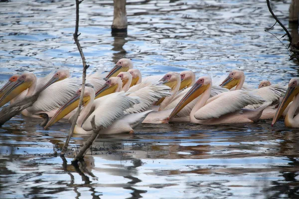 Grande Pelicano Branco Pelecanus Onocrotalus Quénia — Fotografia de Stock