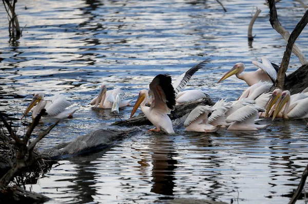 Great White Pelican Pelecanus Onocrotalus Kenya — Stock Photo, Image