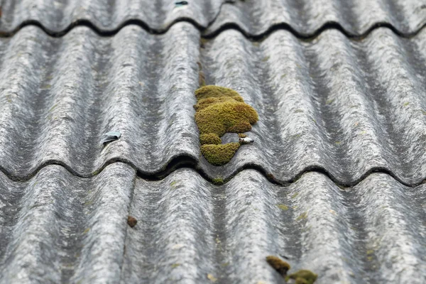 Old slate roof covered with moss and dry branches. Latvia