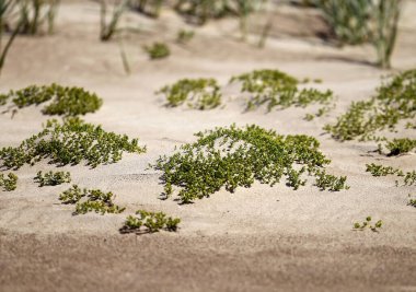 Çimenli kum tepelerinden oluşan bir plaj manzarası, Baltık Denizi, Letonya