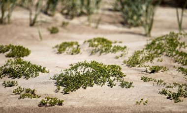 Çimenli kum tepelerinden oluşan bir plaj manzarası, Baltık Denizi, Letonya