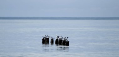 Baltık Denizi 'nde martılar, güneşli sakin bir gün. Letonya