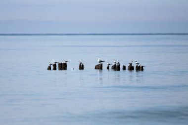 Baltık Denizi 'nde martılar, güneşli sakin bir gün. Letonya